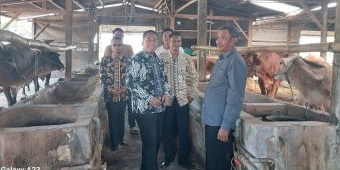 Muncul Isu Bantuan Sapi di Widang Lenyap, Ternyata Begini Hasil Pemeriksaan Inspektorat
