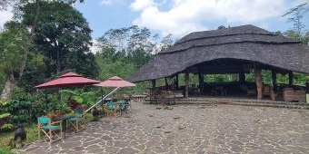 Pesona Wit Kopi Kawisari, Sensasi Ngopi Langsung dari Kebun di Tengah Kesejukan Wlingi