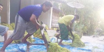 UPT Dishutbun Kecamatan Gayam Sumenep Dikeluhkan Petani, Dianggap Programnya tak Jalan