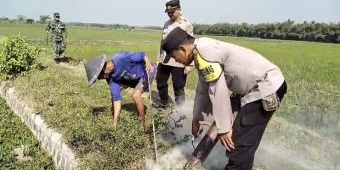 Berantas Hama Tikus, Anggota Polres Ngawi Bersama Dinas Pertanian Lakukan Gropyokan