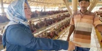 Harga Telur Ayam Anjlok, DPRD Gresik Desak Pemerintah Selamatkan Peternak Ayam Petelur