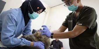 Sterilisasi Gratis Jadi Kado Ulang Tahun Surabaya ke-733, DKPP Siapkan Kuota 100 Kucing Lokal
