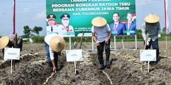 Program Bongkar Ratoon Tebu Dimulai di Desa Pinggirsari