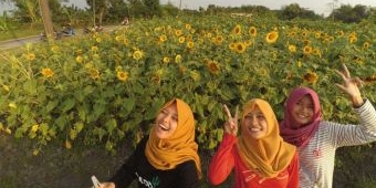 Petani Bojonegoro Diminta Tanam Bunga untuk Usir Hama