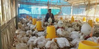 Peternak Pamekasan Keluhkan Anjloknya Harga Ayam Potong, Diduga Karena Pasokan dari Luar