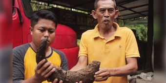 Hasil Ekskavasi di Hutan Tritik Nganjuk, Tim BPSMP Temukan Fosil Binatang Purba, Apa Saja?