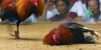 Sabung Ayam di Kabuh Jombang Digerebek Polisi, Pelaku Berhasil Kabur