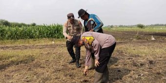 Forkopimka Krembung Tanam Bibit Jagung