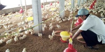 Harga Daging Ayam Melonjak Jelang Ramadhan, Peternak di Jombang malah Minim Untung