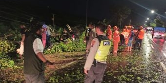 Pemotor dari Pasuruan Tewas Tertimpa Pohon Tumbang di Jalan Raya Ketapang Sidoarjo
