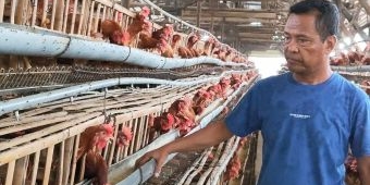 Harga Telur di Kediri Naik Jelang Idul Adha, Peternak Keluhkan Pasar Lesu