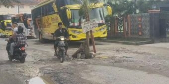 Protes Jalan Berlubang, Akses Menuju Pesarean Syaikhona Kholil Ditanami Pohon Pisang