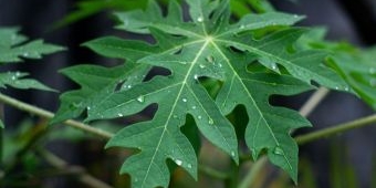 5 Manfaat Daun Pepaya untuk Kesehatan