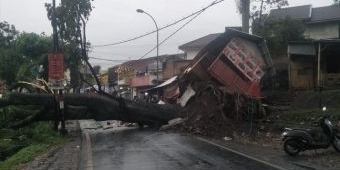 Hujan Deras di Kota Batu, Pohon Trembesi Tumbang Timpa Warung