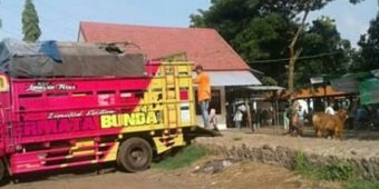 ​Pemkot Probolinggo Tutup Pasar Ternak, Pedagang Tetap Bandel Berjualan