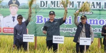 Lamongan Sukses Panen Raya Ketiga Padi Inbrida, Harga Gabah Tembus Rp7.200 per Kg