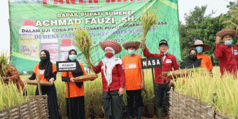 Warga Paberasan Sumenep Bersama Wabup Dewi Gelar Panen Raya