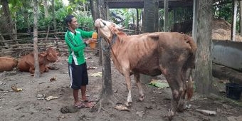 Warga Blitar Ciptakan Ramuan Tradisional untuk Sembuhkan PMK Hewan Ternak