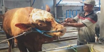 Presiden Prabowo Berkurban Sapi 1 Ton Senilai Rp108 Juta di Kediri