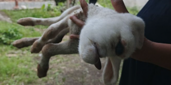 Heboh Kambing Lahir Bermata Satu di Banyuwangi, Ini Penjelasan Ilmiahnya