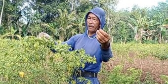 Cuaca Buruk dan Hama, Petani Cabai di Kabupaten Blitar Gagal Panen