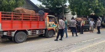 Cegah Penyebaran PMK, Polsek Bancar Gelar Penyekatan Kendaraan Pengangkut Hewan di Tuban