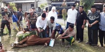 Polda Jatim dan Polres Pamekasan Kurban 29 Sapi di Hari Raya Idul Adha 1440 H