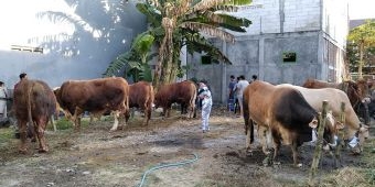 Idul Adha 1441 H, LDII Gresik Berbagi Hewan Kurban Senilai Rp 6,5 Miliar