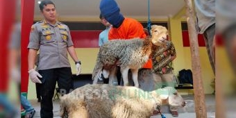 Curi Kambing Tetangganya, Pemuda Ledok Kulon Bojonegoro Diamankan Polisi