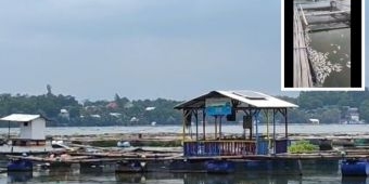 Fenomena Sapon Kembali Terjang Ranu Grati, Puluhan Kuintal Ikan Milik Petambak Mati Mendadak