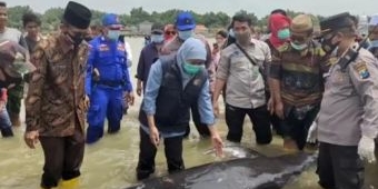 ​Gubernur Khofifah Lepas Tiga Ikan Paus yang Terdampar, Sekaligus Bagikan 200 Paket Sembako