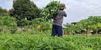 Lapas Kediri Panen 400 Kg Kangkung, Bukti Nyata Akselerasi Program Ketahanan Pangan