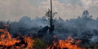 Dampak Musim Kemarau, Angka Kebakaran di Bangkalan Meroket pada Juli 2023