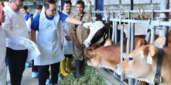Tinjau Peternakan Sapi di Pujon, Pj. Gubernur Jatim Masifkan Vaksinasi PMK untuk Ternak Sehat