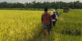 Serapan Gabah Bulog Kediri Capai 137,21 Persen dari Target