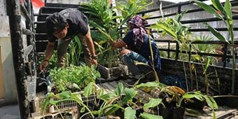 Bersama Warga Ngelom, PPK Ormawa UKM Mapala Umaha Sidoarjo Lestarikan Tanaman Obat Keluarga