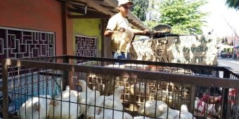Peternak di Blitar Obral Ayam Broiler Rp 10 Ribu per Kilo
