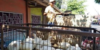 ​Peternak di Blitar Obral Ayam Broiler Rp 10 Ribu per Kilo