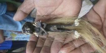 Setelah di Ngawi, Kali Ini Jenglot Ditemukan di Pangandaran
