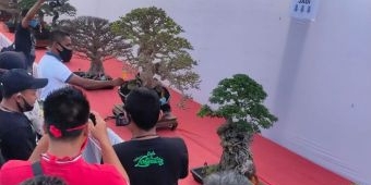 Ratusan Penggemar Bonsai Pamerkan Hasil Kreasi di Ngawi