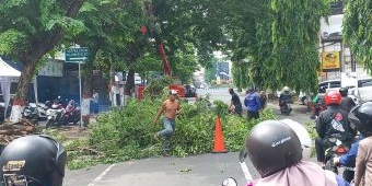 Antisipasi Rawan Tumbang saat Hujan, DLH Kota Mojokerto Intensifkan Pangkas Pohon