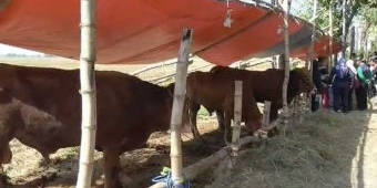 Jelang Iduladha, Dispaperta Sidoarjo Temukan 3 Sapi Terinfeksi Virus PMK di Pedagang Hewan Kurban