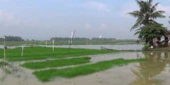 Petani Heran, Puluhan Tahun Lahan Pertanian di Sumenep Langganan Banjir
