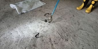 Damkar Gresik Evakuasi 14 Ekor Anakan Ular Kobra di MI Roudlotut Tholibin