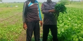 Anggota Polsek Krembung Sidoarjo Turun ke Ladang, Panen Sawi dan Dorong Ketahanan Pangan