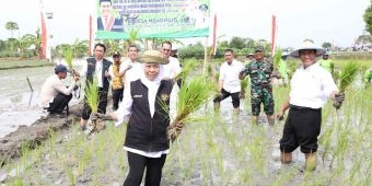Bersama Menteri Pertanian, Gubernur Khofifah Panen dan Tanam Padi di Tuban