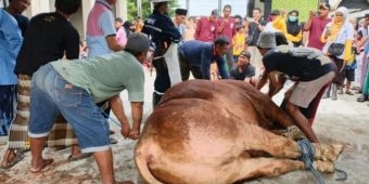 Penyembelihan Sapi Kurban 1,1 Ton Presiden Prabowo di Mantup Lamongan Jadi Tontonan