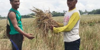 492 Hektare Padi di Jember 70 Persen Gagal Panen, Petani Gigit Jari