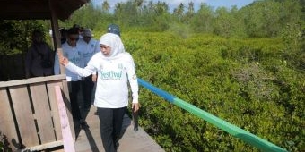 Gubernur Khofifah Gelar Festival Mangrove ke-4 di Pancer Cengkrong Trenggalek