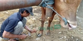 Salon Hewan di Kota Blitar, Dandani Sapi agar Sehat dan Cantik